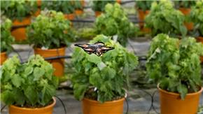 Nông dân Hà Lan sử dụng drone để bảo vệ mùa màng