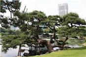 Vườn Hama Rikyu - ốc đảo xanh giữa lòng thành phố