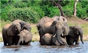 Botswana dỡ bỏ lệnh cấm săn voi gây phẫn nộ