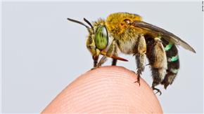 Các nhà nghiên cứu vạch ra bản đồ cư trú toàn cầu đầu tiên để cứu lấy loài ong