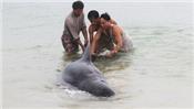 Quảng Bình: Thả cá voi mắc lưới về biển