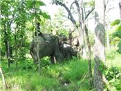 Thả voi mắc bẫy về rừng