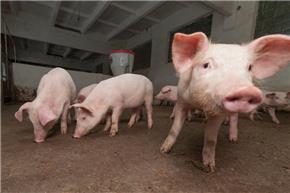 Nghiên cứu của Trung Quốc cảnh báo nguy cơ đại dịch do chủng vi-rút cúm lợn mới