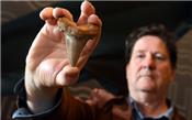 Thợ săn hóa thạch nghiệp dư tìm thấy những chiếc răng quý hiếm từ cá mập khổng lồ cổ đại trên bãi biển Australia
