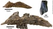 Hóa thạch khủng long được phát hiện ở Úc có kích thước bằng loài chuột túi wallaby
