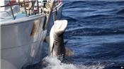 Hơn 170 con cá mập đã bị bắt ở Úc