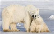 Làm thế nào để chụp ảnh những chú gấu Bắc Cực?