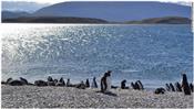 5 địa điểm hấp dẫn để chiêm ngưỡng chim cánh cụt