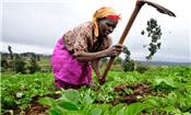 Đầu tư nông nghiệp châu Phi