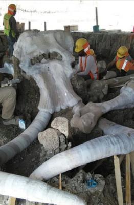 “Trung tâm voi ma mút" được phát hiện tại công trường xây dựng sân bay ở Mexico