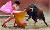 Đấu bò - môn thể thao mang đậm nét văn hóa Tây Ban Nha