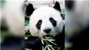 Cái chết bất ngờ của gấu trúc khổng lồ tại vườn thú Thái Lan dẫn đến cuộc điều tra của Trung Quốc