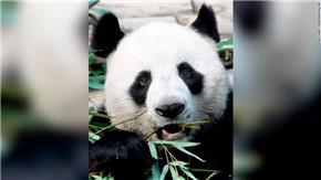 Cái chết bất ngờ của gấu trúc khổng lồ tại vườn thú Thái Lan dẫn đến cuộc điều tra của Trung Quốc
