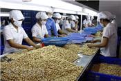Việt Nam tiếp tục là nhà sản xuất và xuất khẩu hạt điều lớn nhất thế giới