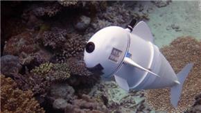 Cá robot giúp khám phá bí mật của loài cá thật dưới đại dương