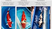 Cá Koi “khủng” của Việt Nam đạt giải nhất tại Malaysia
