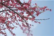 Chiêm ngưỡng hoa anh đào Nhật Bản tại Sa Pa