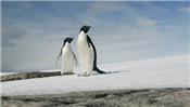 Chỉ còn hai con chim cánh cụt con sống sót khi đàn chim cánh cụt 40.000 con hứng chịu thảm họa sinh học