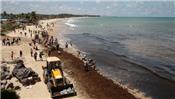 Brazil điều tra ô nhiễm dầu bãi biển