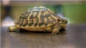 56 con rùa quý hiếm bị đánh cắp từ công viên bảo tồn