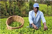 Sự cải thiện nền nông nghiệp châu Phi