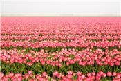 Những nơi tuyệt đẹp để chiêm ngưỡng hoa Tulip ở Hà Lan