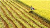 Xuất khẩu gạo của Việt Nam phục hồi sau 1 tháng gián đoạn