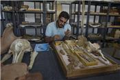 Nhóm nghiên cứu Ai Cập xác định hoá thạch loài cá voi cổ sống trên cạn