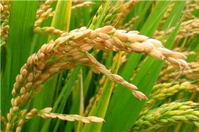 Các nhà khoa học Châu Á với bước đột phá trong việc tạo ra “giống lúa của tương lai”